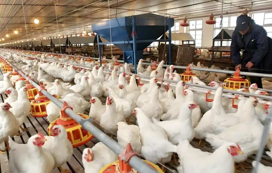 栀子及其复方提取物在防治畜禽瘟热上的应用