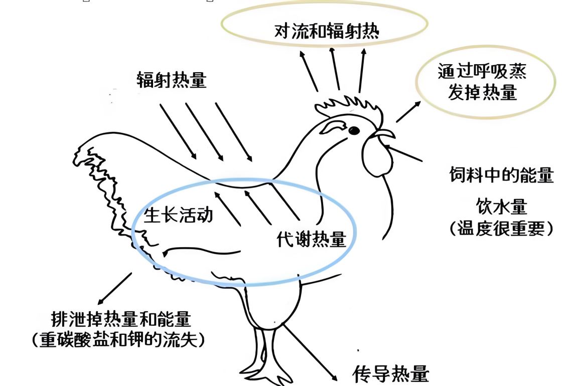 丝兰提取物如何缓解动物热应激？