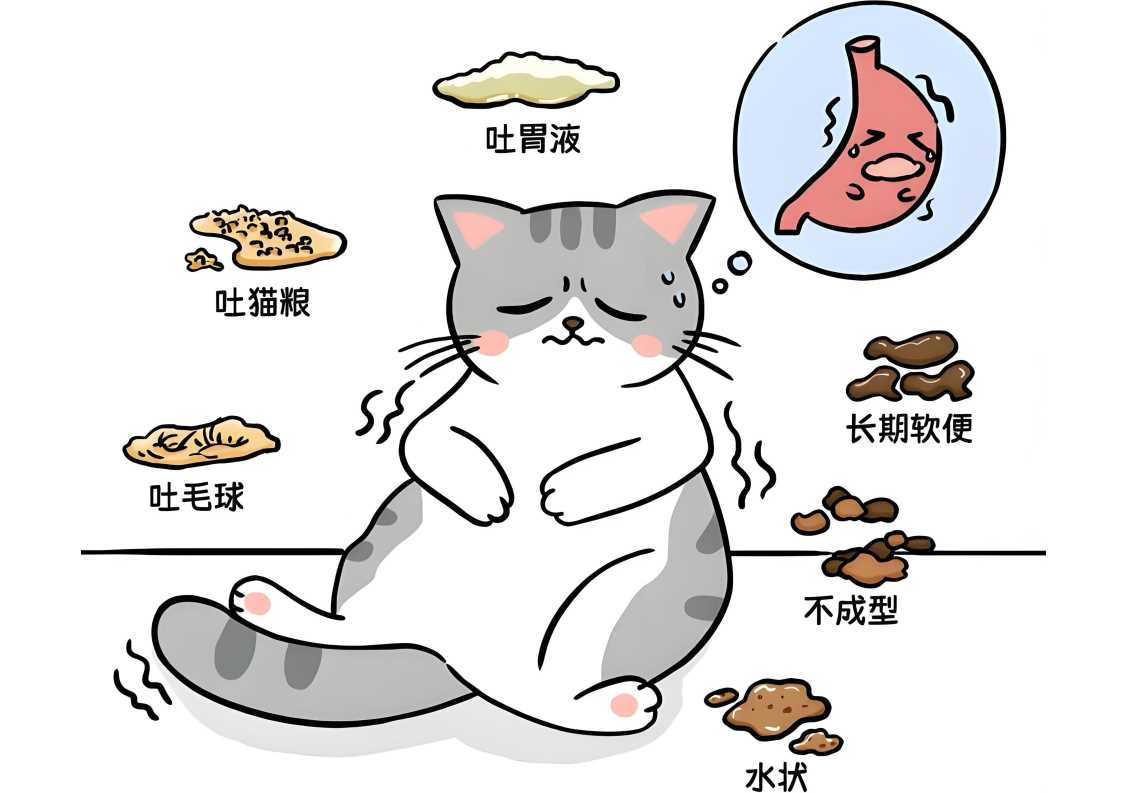 温和促排，爱猫之选：安舒派守护肠道更安心