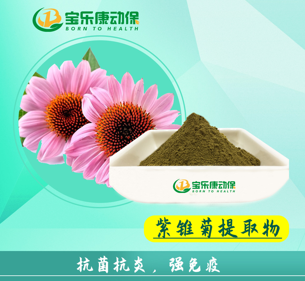紫雏菊提取物