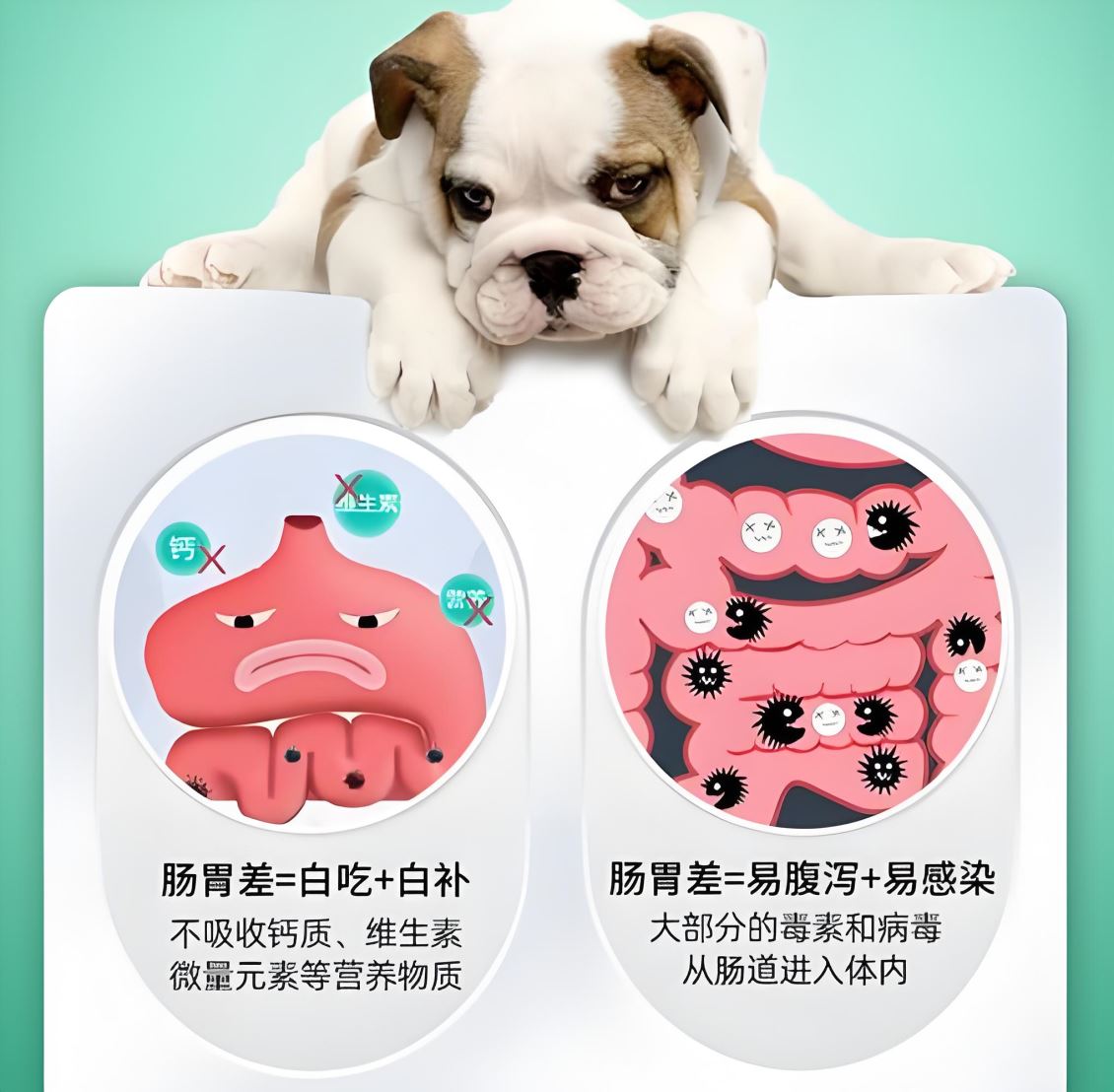【安舒派】排毛与肠道健康：天然成分成为宠物养护新趋势