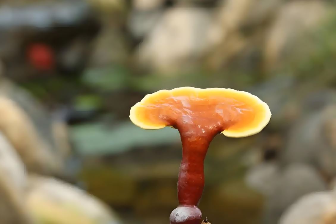 【善元派】毛孩子体质差/易生病，灵芝提取物提高身体机能是关键