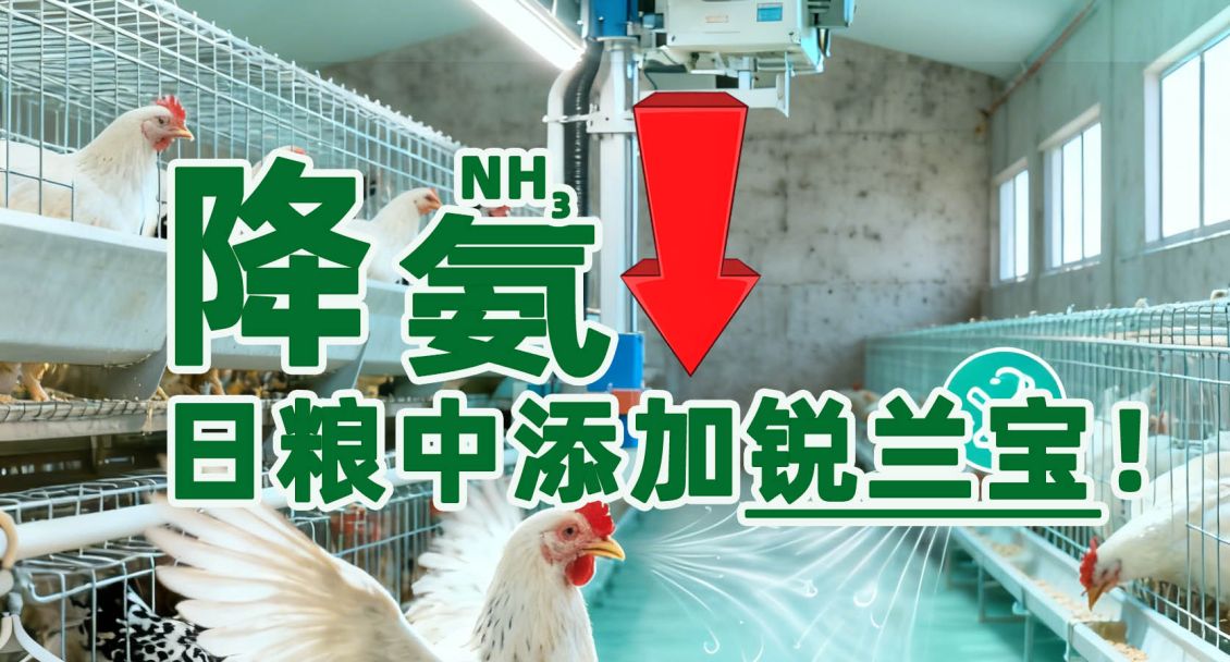 鸡舍氨气防控全攻略：从危害、来源到解决方案
