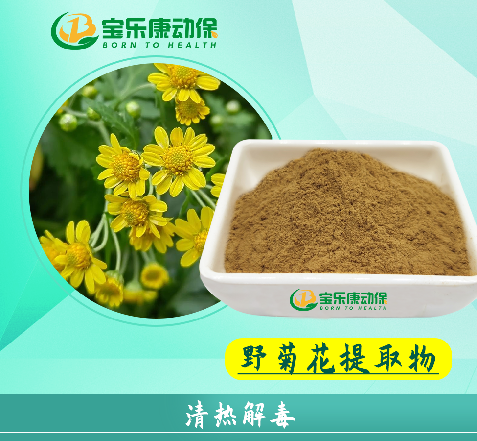 野菊花提取物