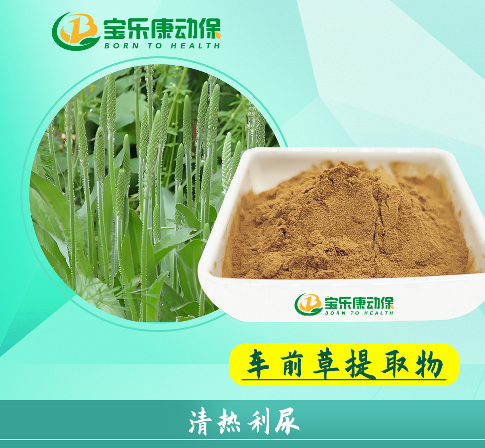 车前草提取物