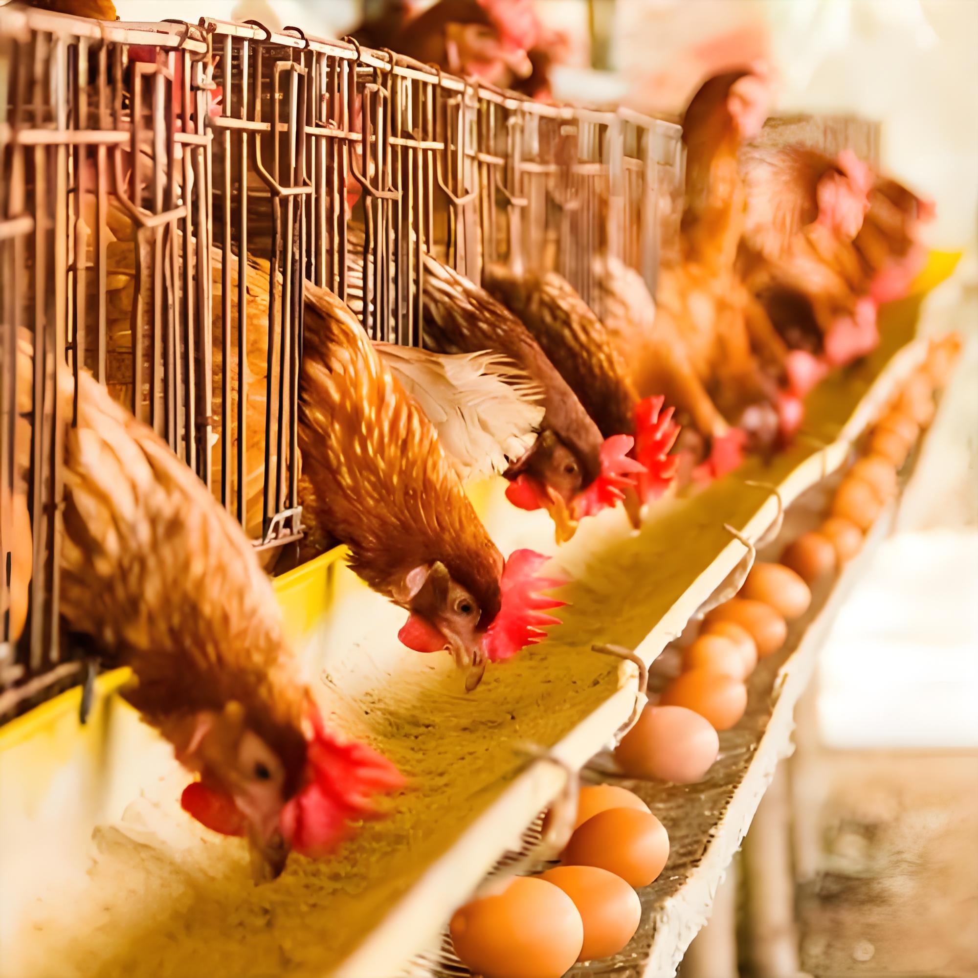 从肉鸡到蛋鸡：杜仲叶提取物如何让禽类养殖“提质增效”？